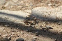 Aspidoscelis guttatus