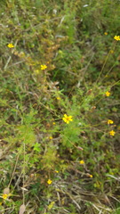 Tagetes subulata