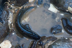 Acanthoclinus fuscus