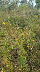 Tagetes subulata