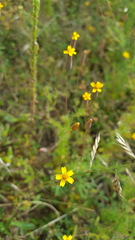 Tagetes subulata