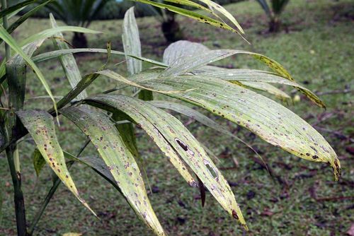 Areca concinna · iNaturalist Mexico