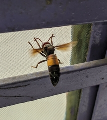 Vespa affinis