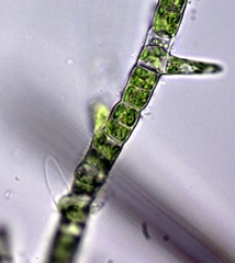 Chaetophoraceae