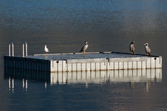 Phalacrocorax punctatus punctatus