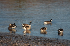 Branta canadensis maxima