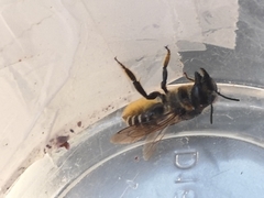 Megachile latimanus