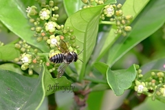 Megachile igniscopata