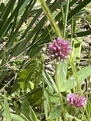 Trifolium wormskioldii