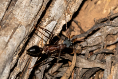 Myrmecia fuscipes