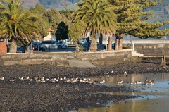 Branta canadensis maxima