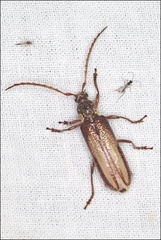 Piesarthrius marginellus