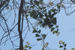 Xylosma flexuosa