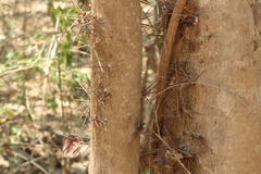 Xylosma flexuosa