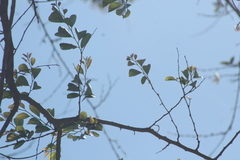 Xylosma flexuosa