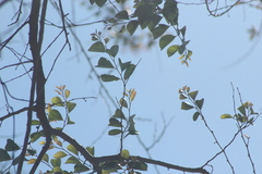 Xylosma flexuosa