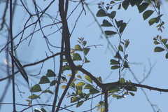Xylosma flexuosa
