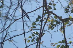 Xylosma flexuosa