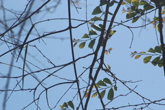 Xylosma flexuosa