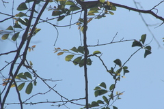 Xylosma flexuosa