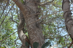 Xylosma flexuosa