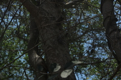 Xylosma flexuosa