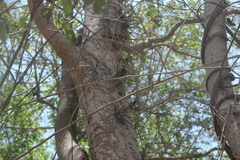 Xylosma flexuosa