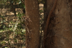 Xylosma flexuosa
