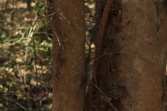 Xylosma flexuosa