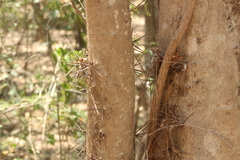 Xylosma flexuosa