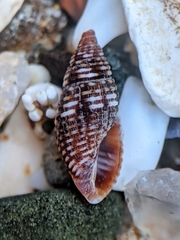 Mitromorphidae