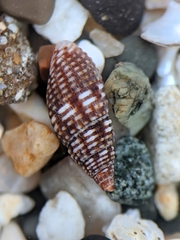 Mitromorphidae