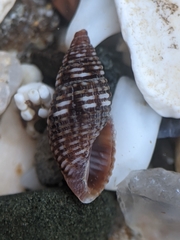 Mitromorphidae