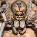 Union-Jack Wolf Spiders - Photo (c) Belinda Copland, some rights reserved (CC BY-NC-ND), uploaded by Belinda Copland