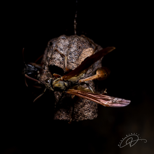 Mischocyttarus drewseni photo 3
