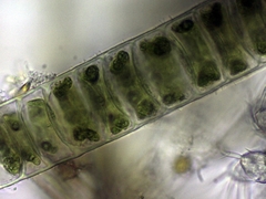 Ulothrix zonata