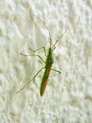 Leptocorisa chinensis