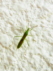 Leptocorisa chinensis