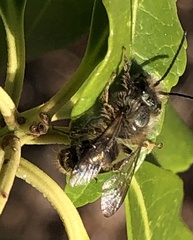 Osmia cornifrons