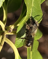 Osmia cornifrons
