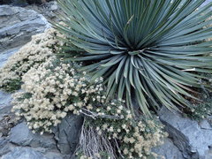 Ericameria cuneata