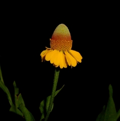 Helenium quadridentatum