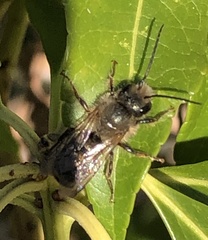 Osmia cornifrons