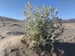 Astragalus lentiginosus micans