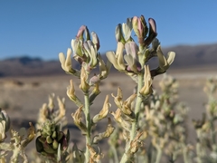 Astragalus lentiginosus micans