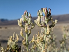Astragalus lentiginosus micans
