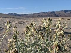 Astragalus lentiginosus micans