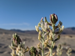 Astragalus lentiginosus micans