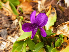 Viola