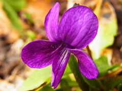 Viola